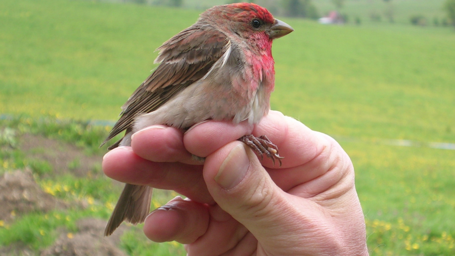 5-Common-Rosefinch-P-M-Harris-May-06